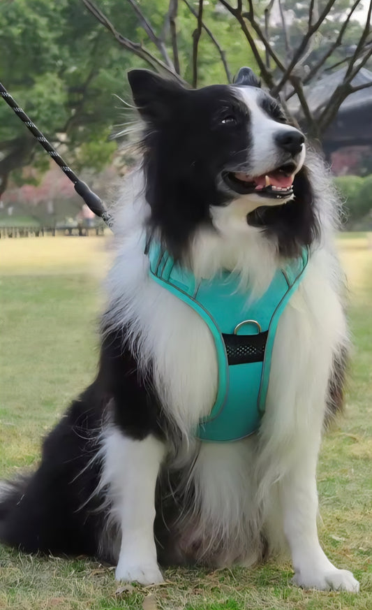 Anti-Zieh-Hundegeschirr